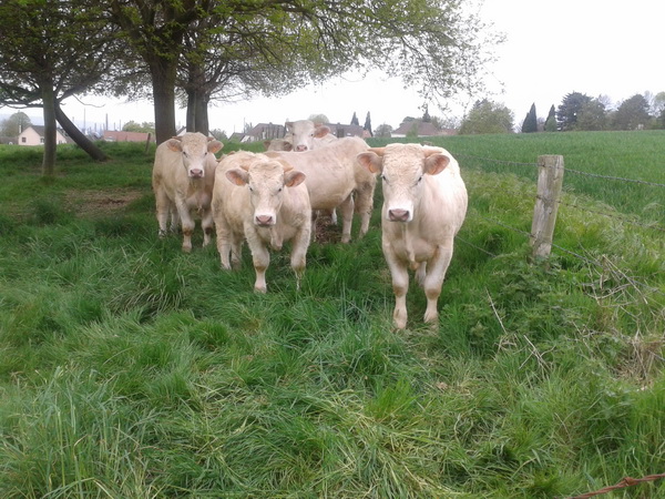 En normandie, il y a des vaches ..(pas toujours normandes)...
